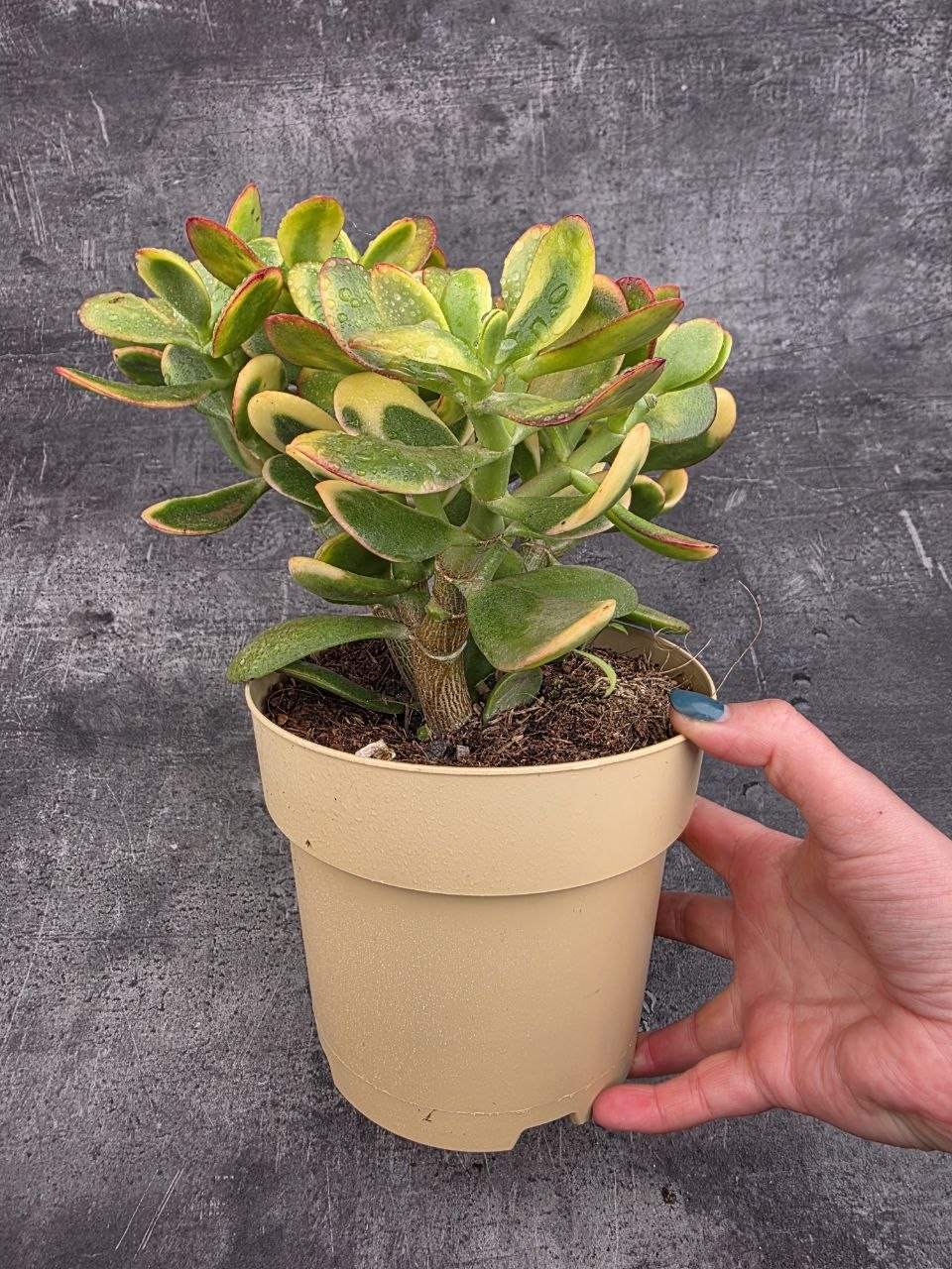Crassula ovata variegatta XXL