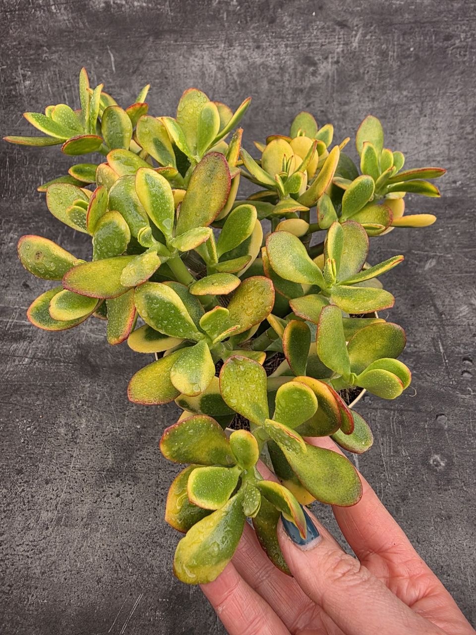 Crassula ovata variegatta XXL
