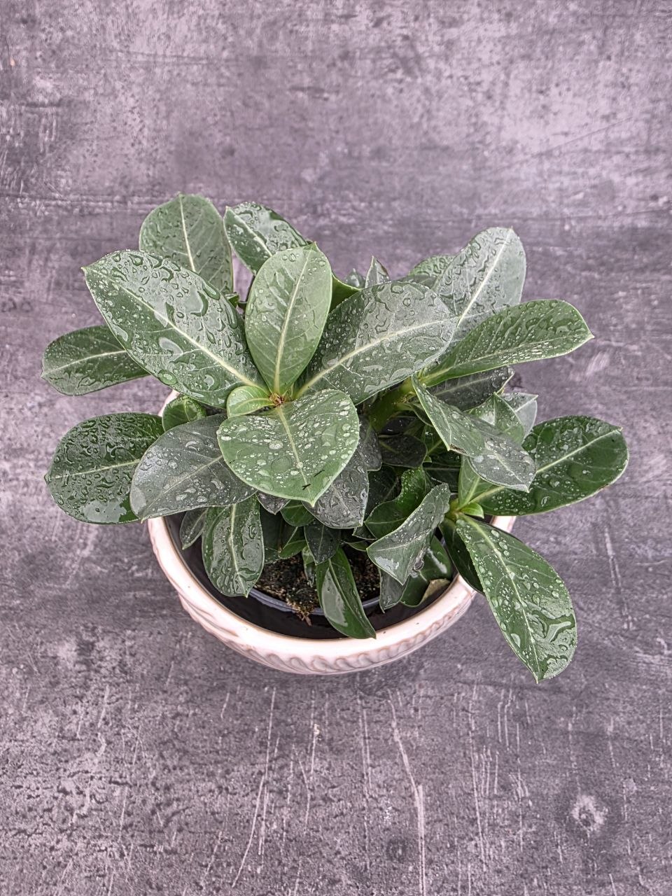 Adenium obesum 10 cm