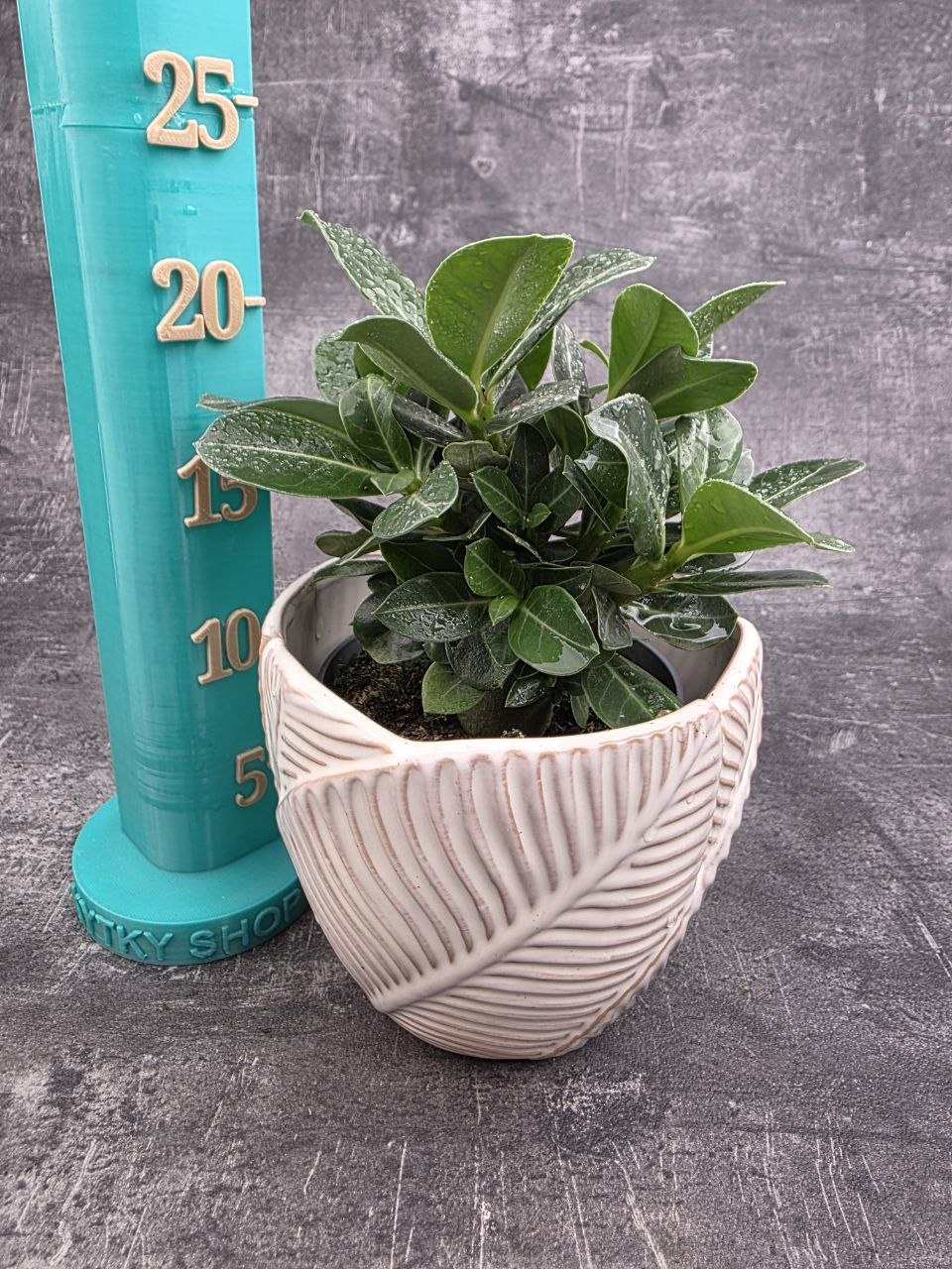 Adenium obesum 10 cm