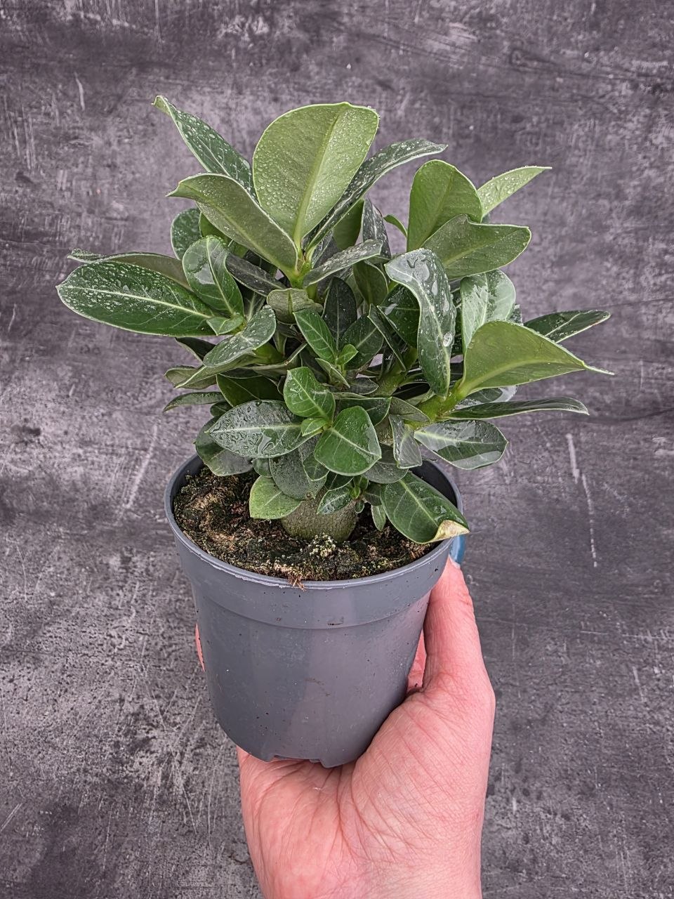 Adenium obesum 10 cm