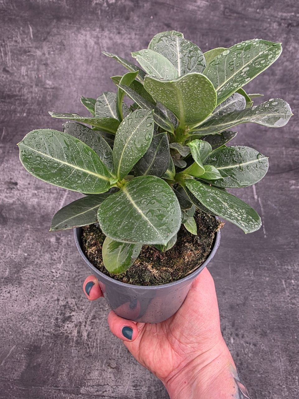 Adenium obesum 10 cm