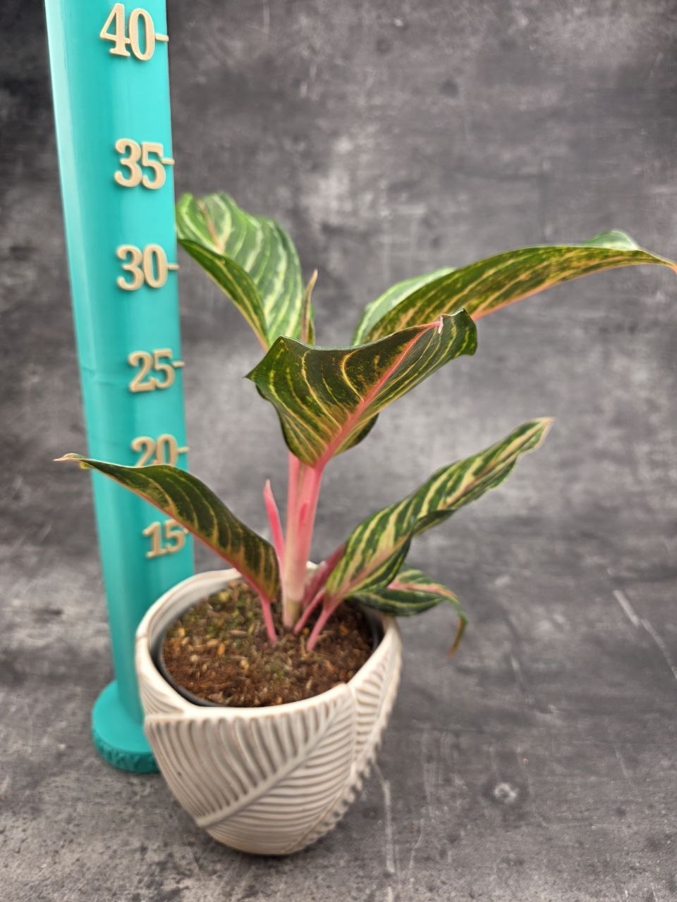 Aglaonema Dreamcatcher