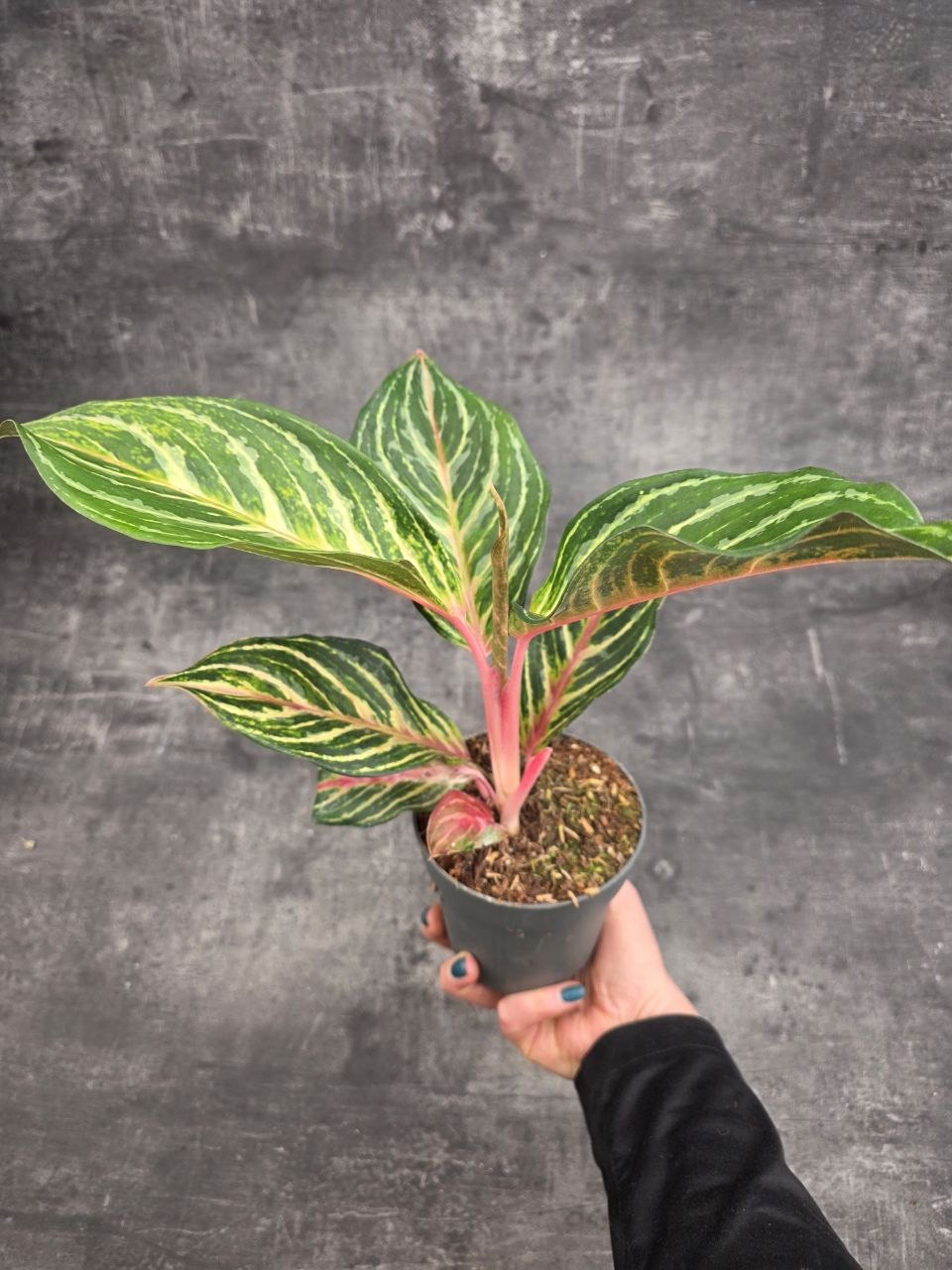 Aglaonema Dreamcatcher