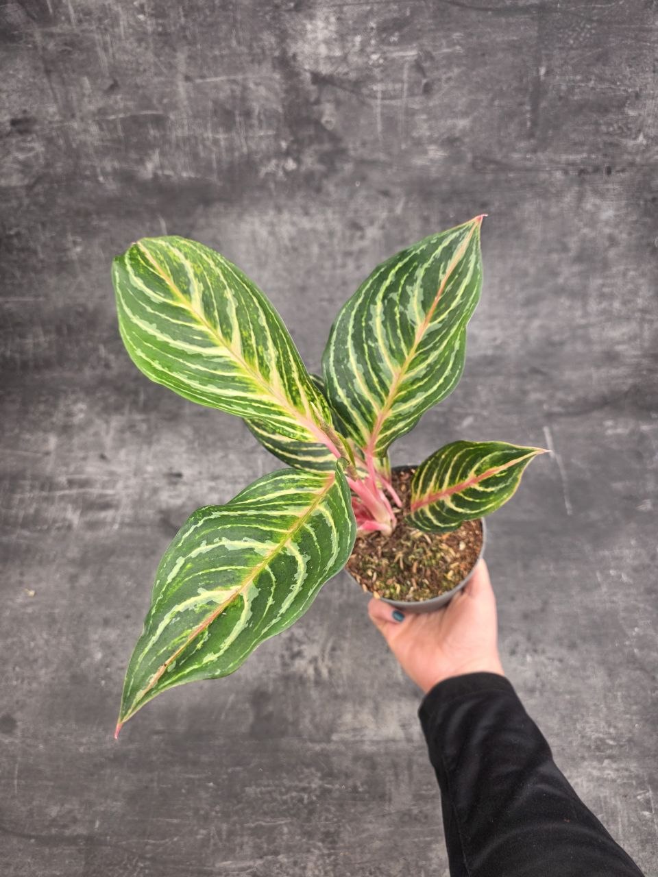 Aglaonema Dreamcatcher