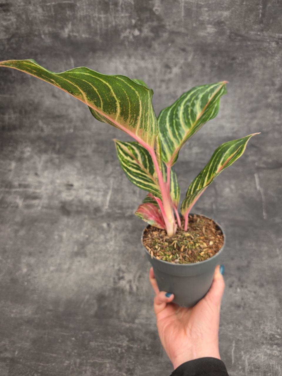 Aglaonema Dreamcatcher