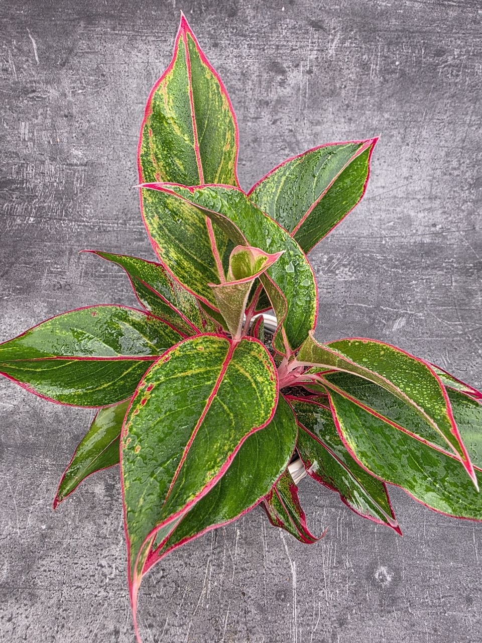 Aglaonema Jungle Red 