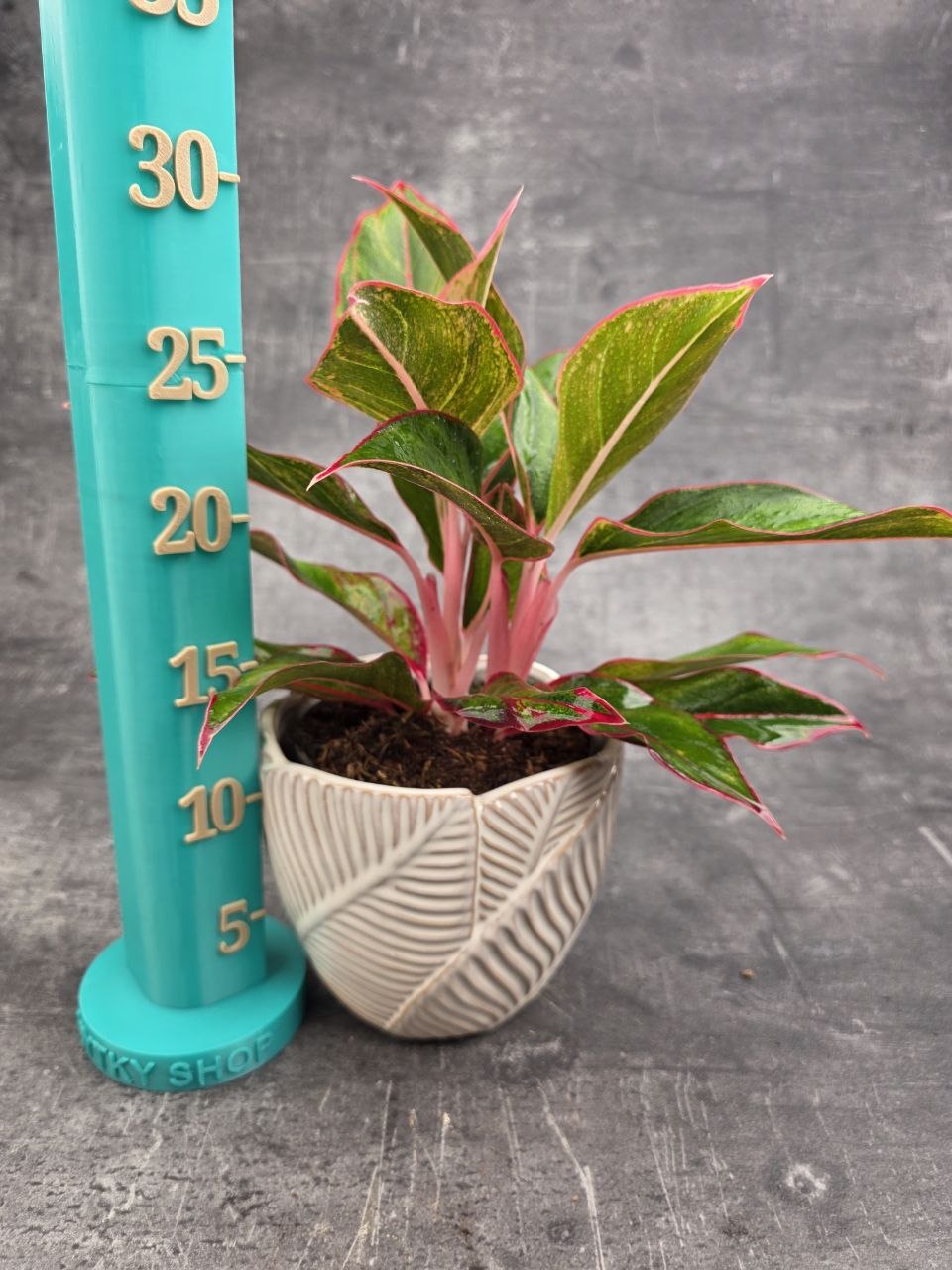 Aglaonema Jungle Red 