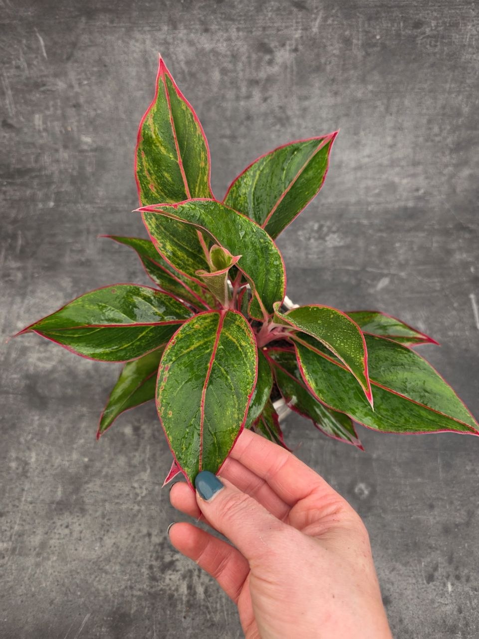 Aglaonema Jungle Red 