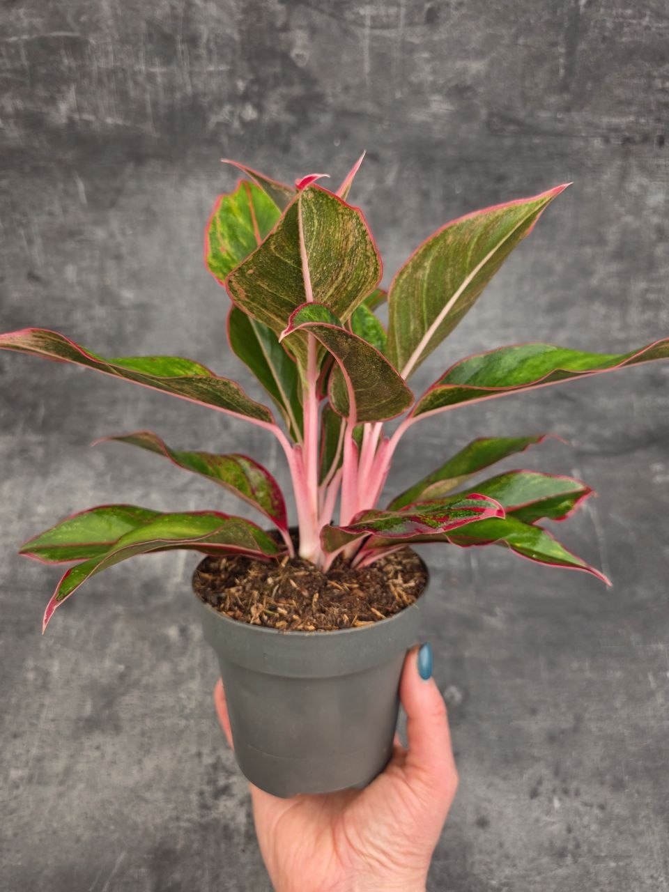 Aglaonema Jungle Red 