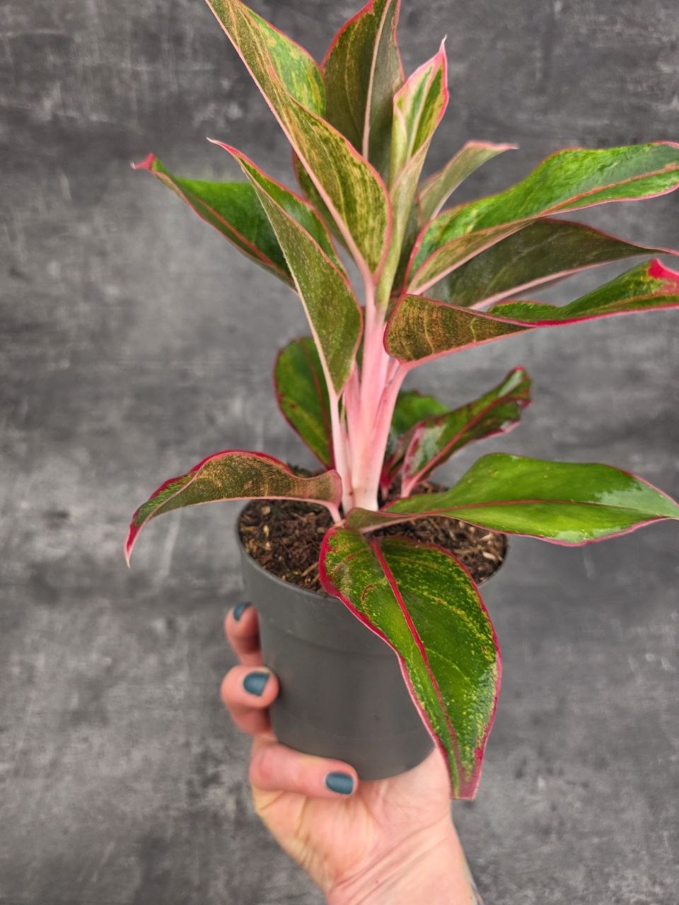 Aglaonema Jungle Red 