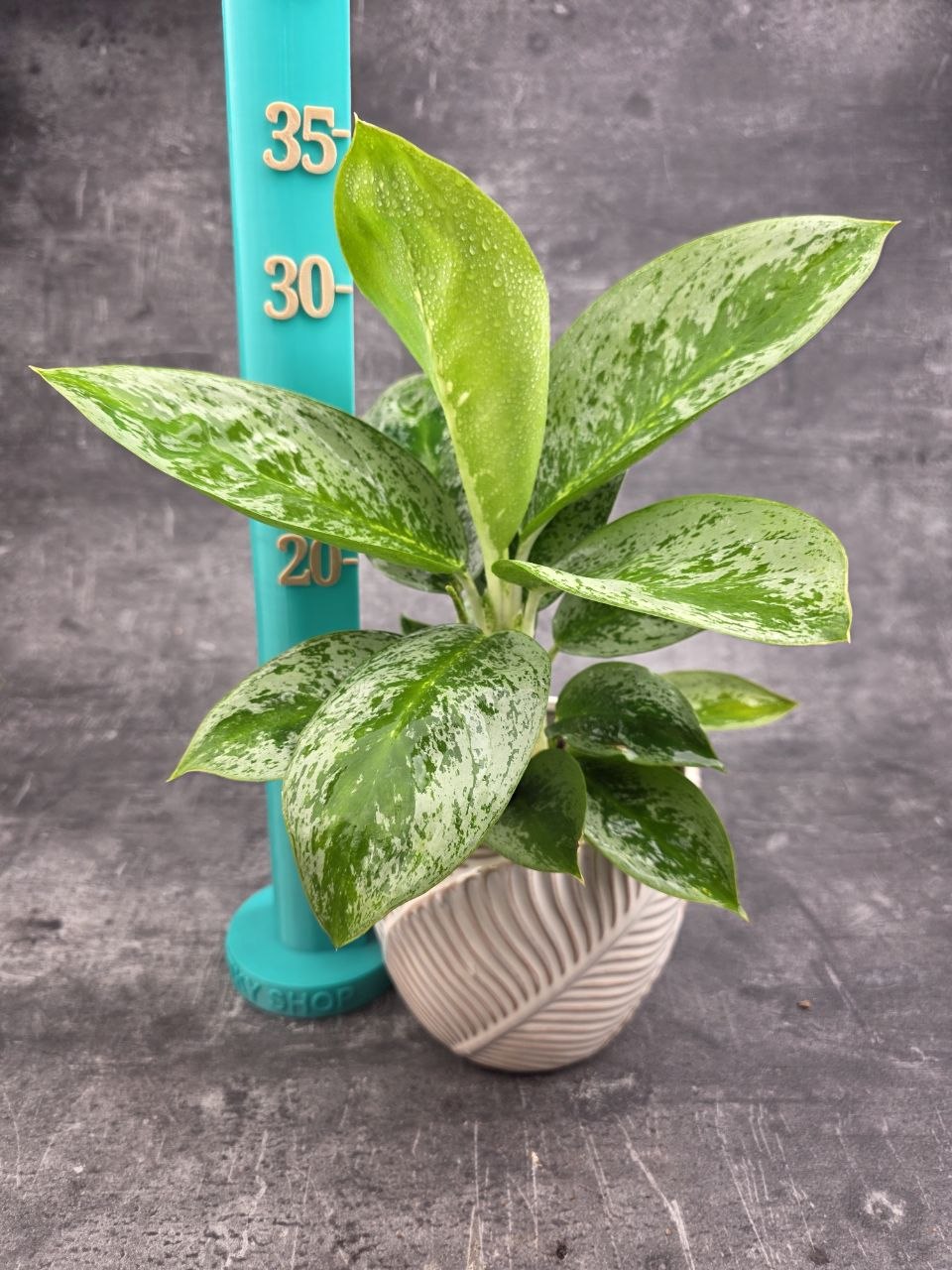 Aglaonema Lemon Mint