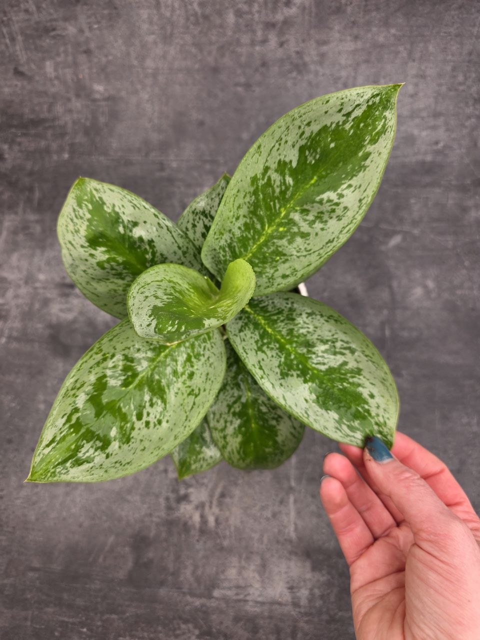 Aglaonema Lemon Mint