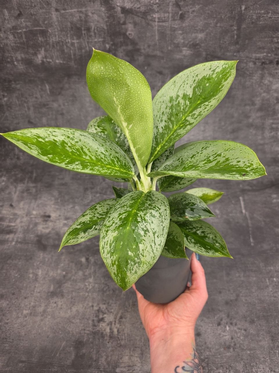 Aglaonema Lemon Mint