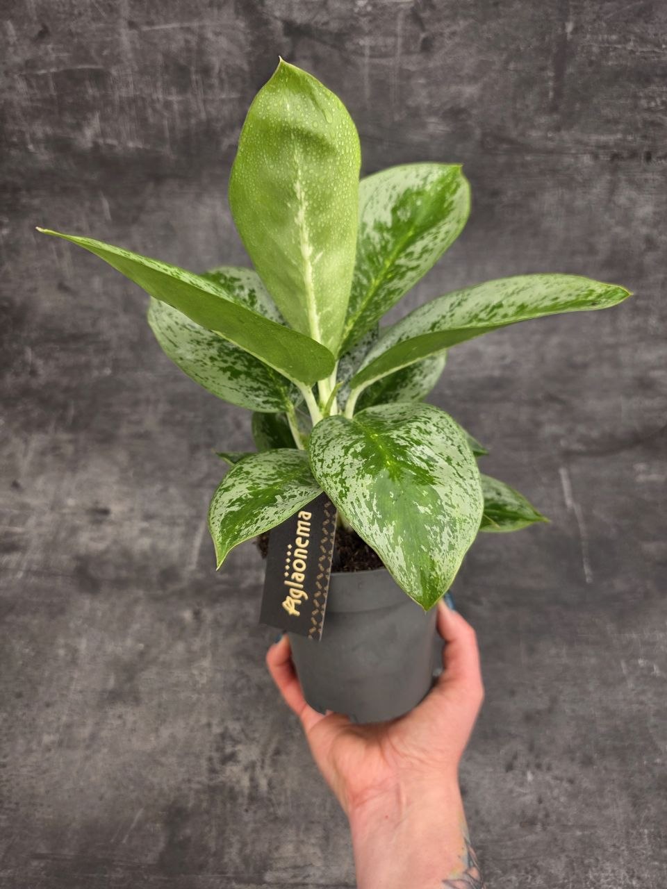 Aglaonema Lemon Mint