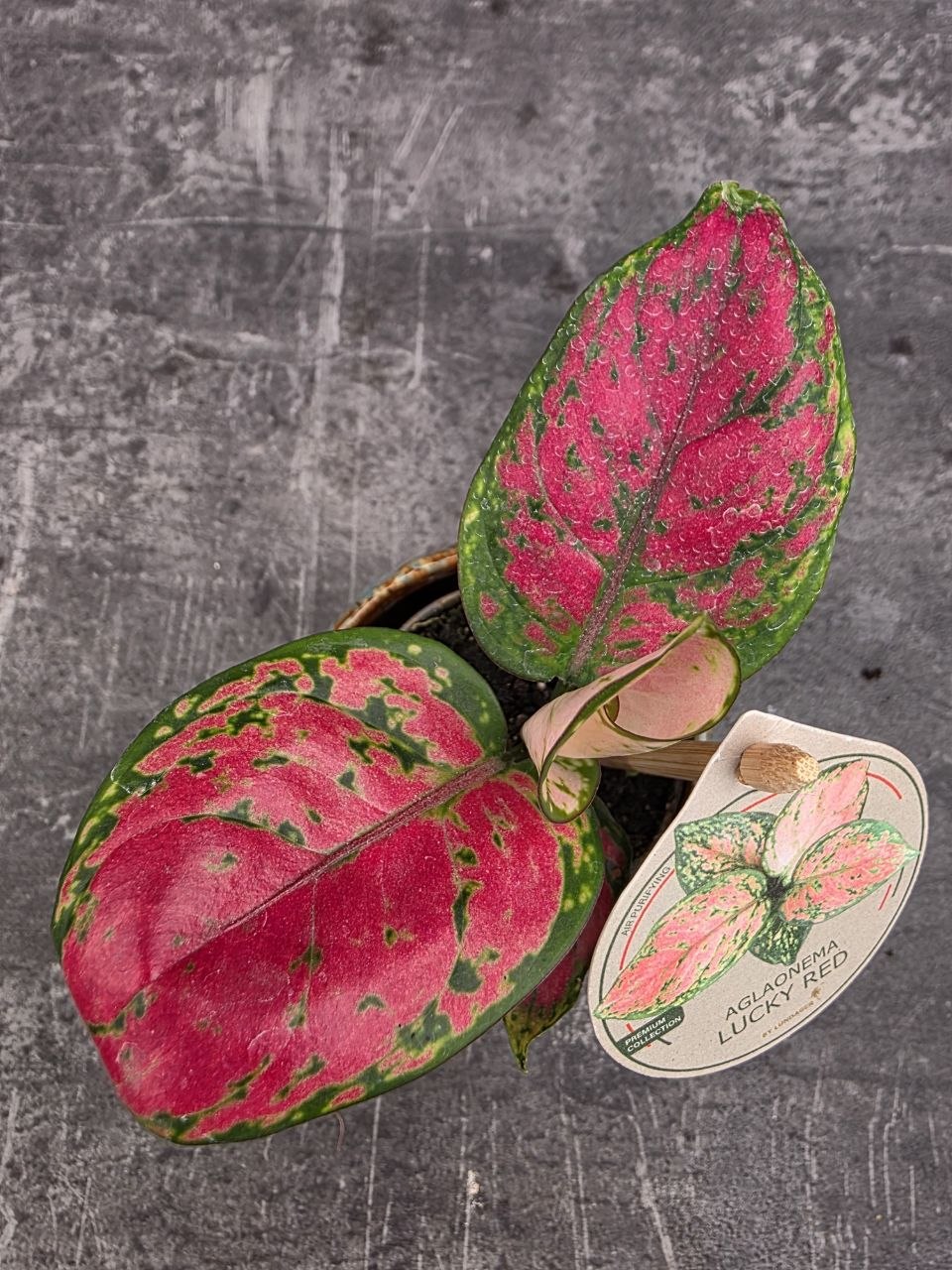 Aglaonema Lucky Red mini