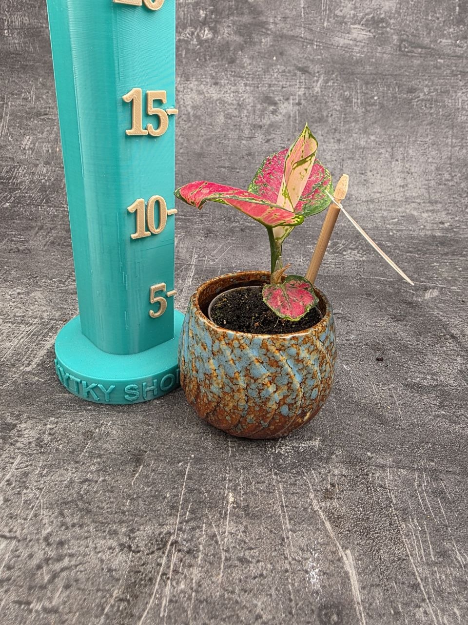 Aglaonema Lucky Red mini