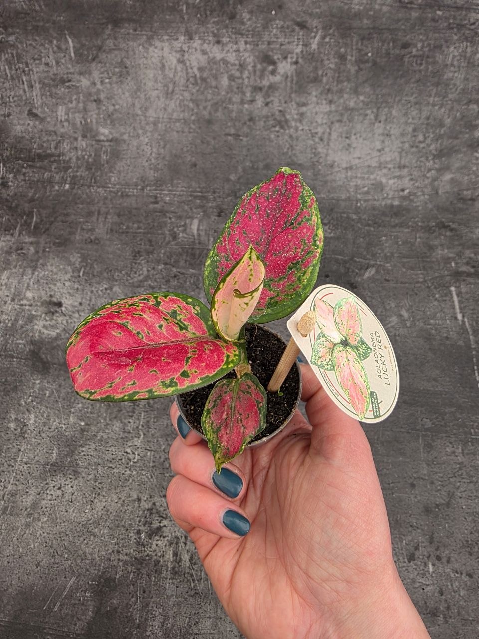 Aglaonema Lucky Red mini