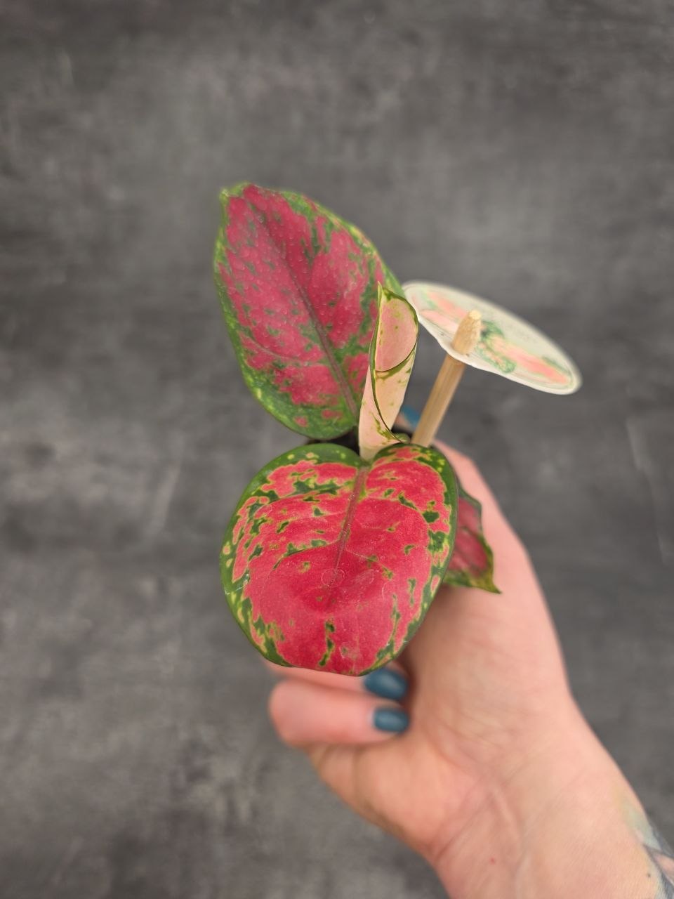Aglaonema Lucky Red mini