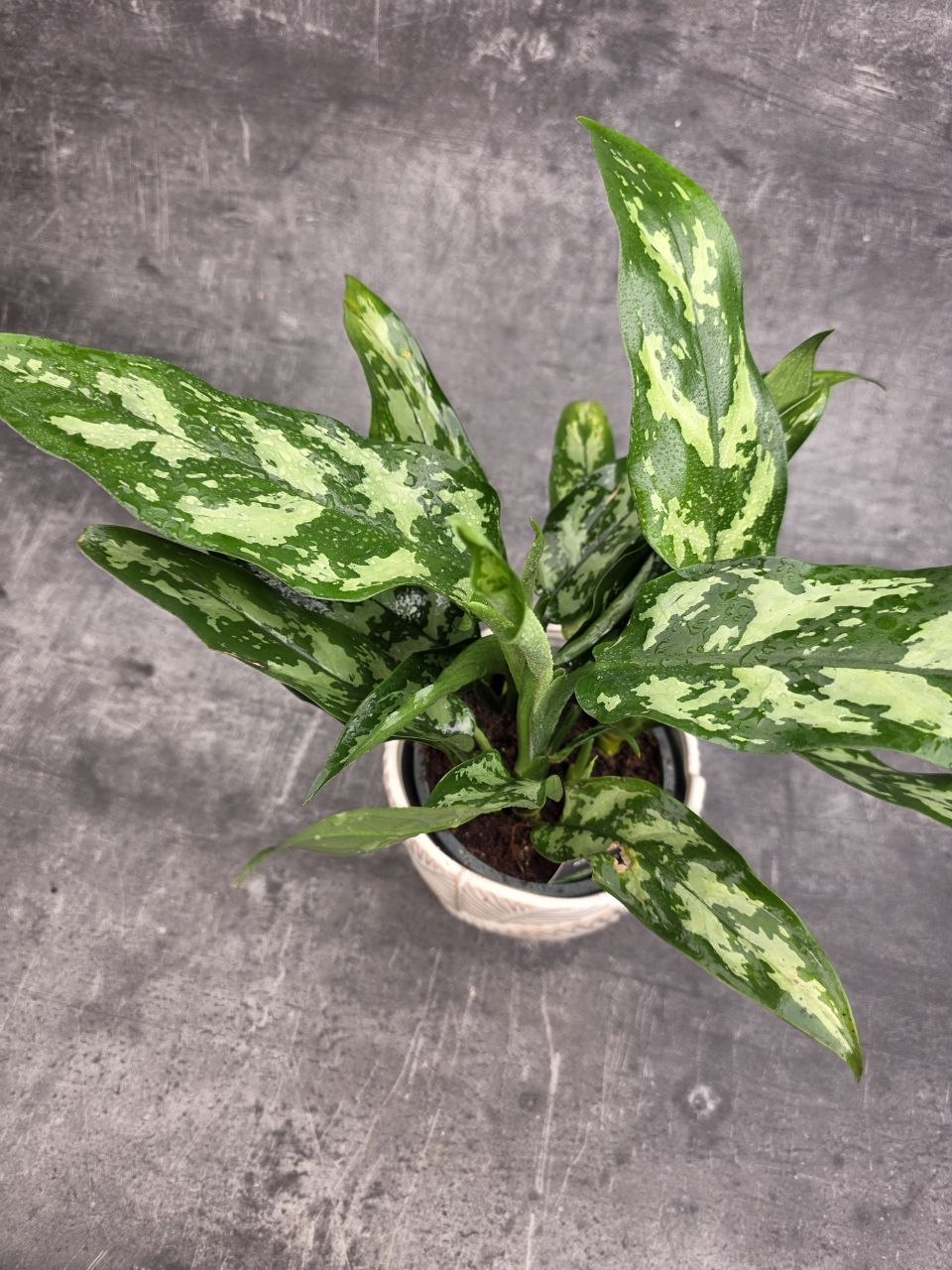Aglaonema Maria