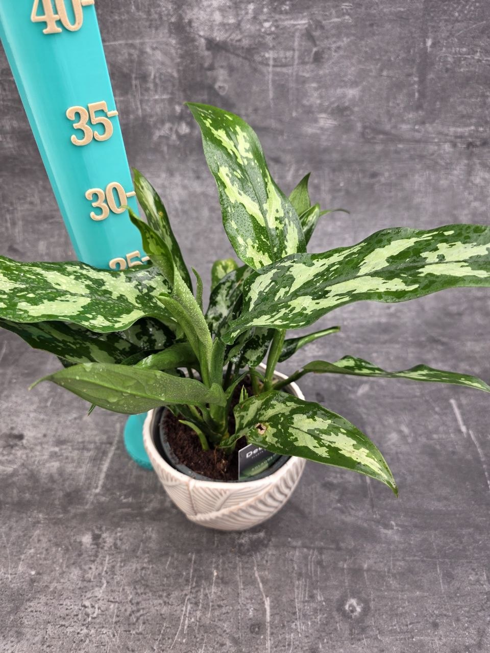 Aglaonema Maria