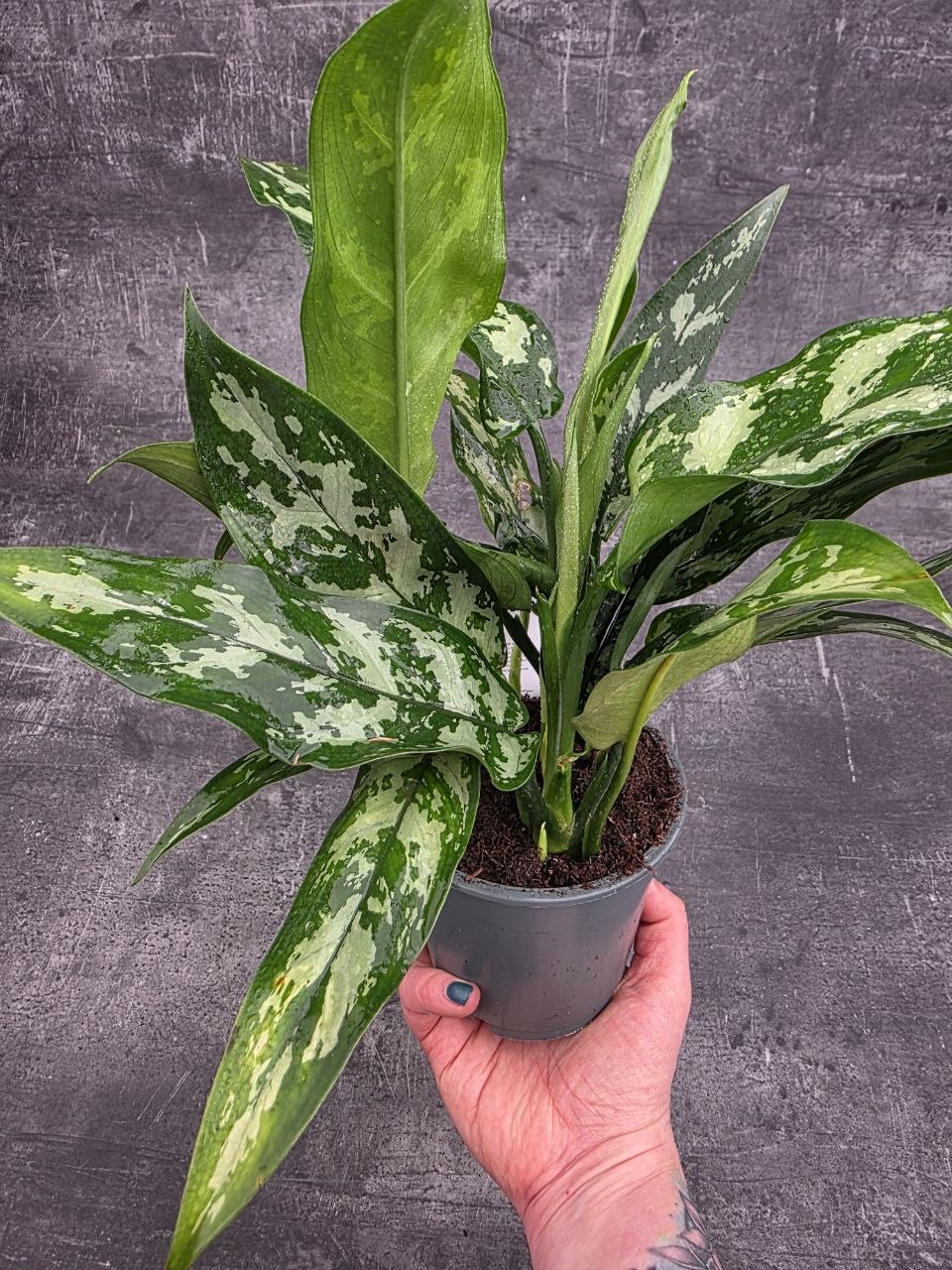 Aglaonema Maria