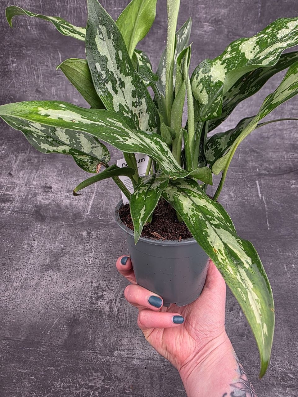 Aglaonema Maria