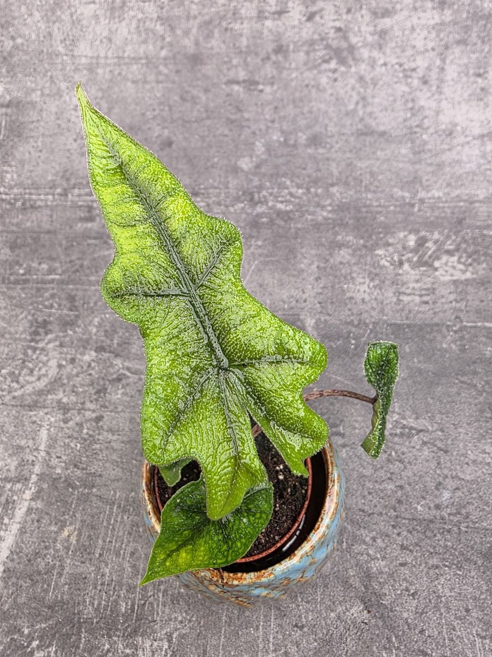 Alocasia Jacklyn mini