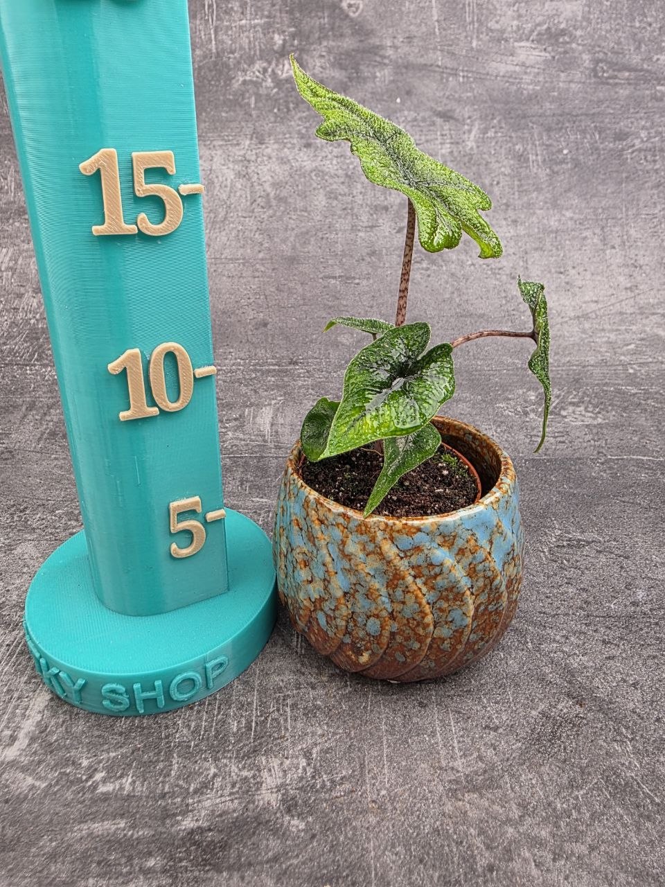 Alocasia Jacklyn mini
