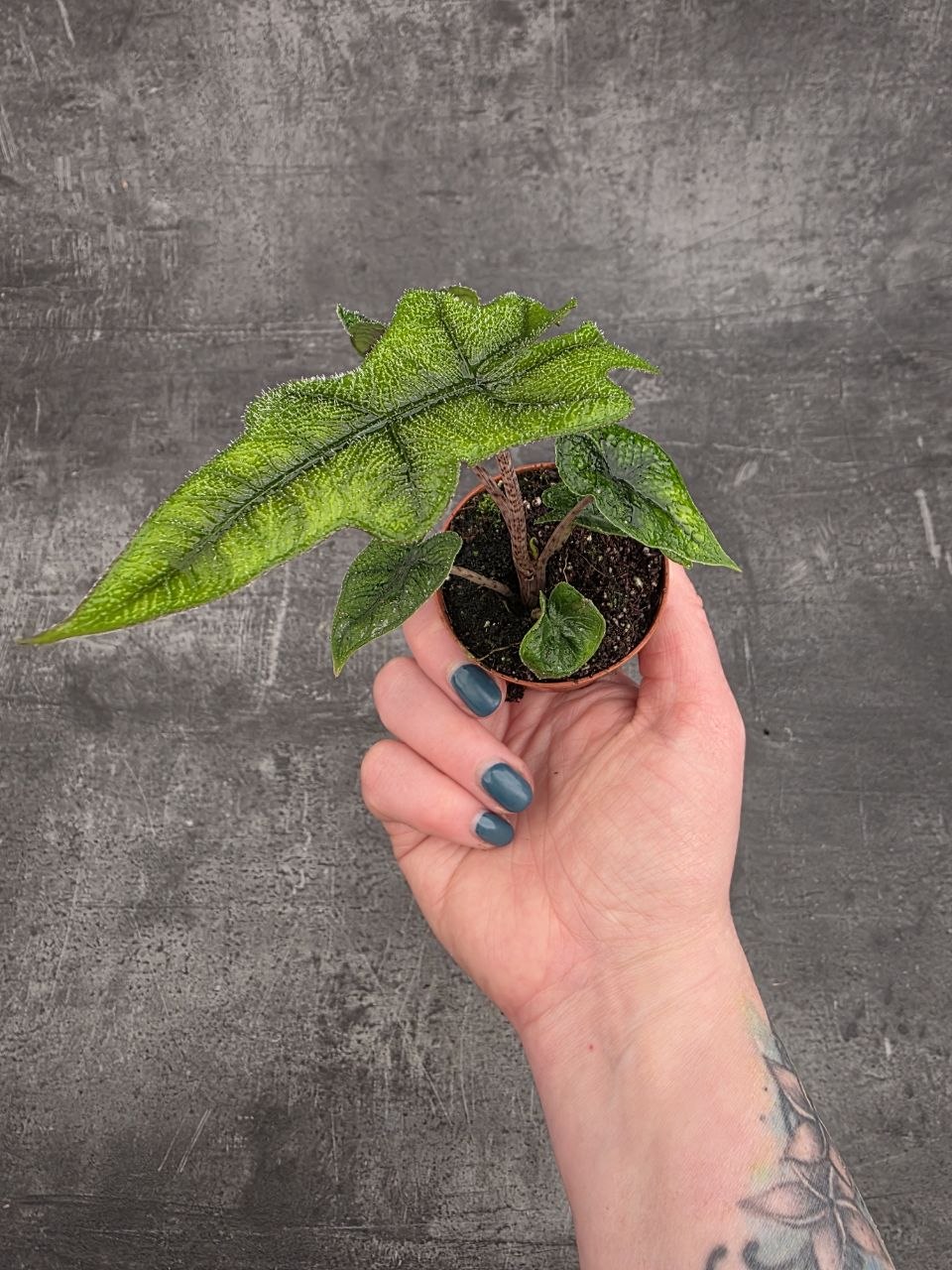 Alocasia Jacklyn mini