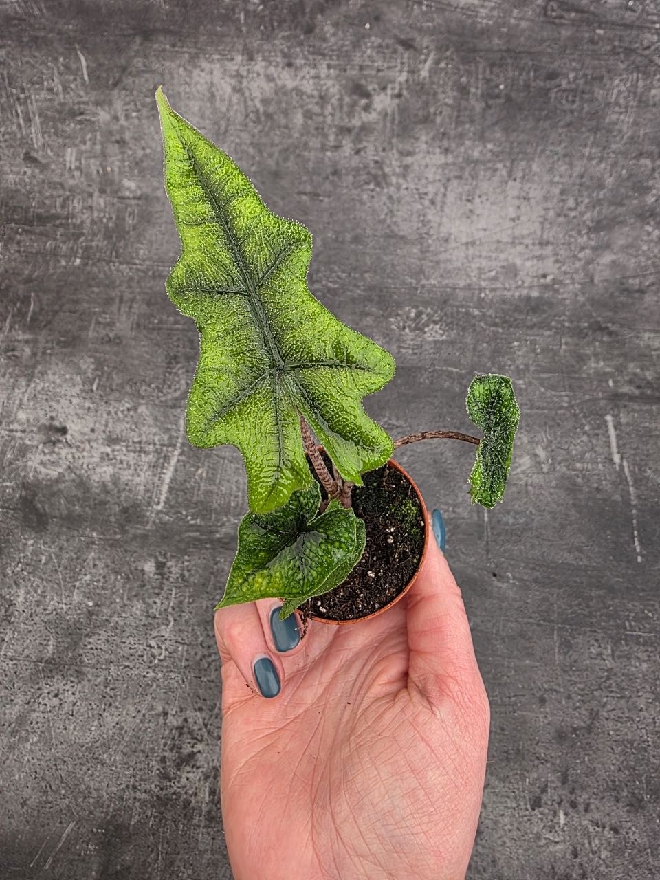 Alocasia Jacklyn mini