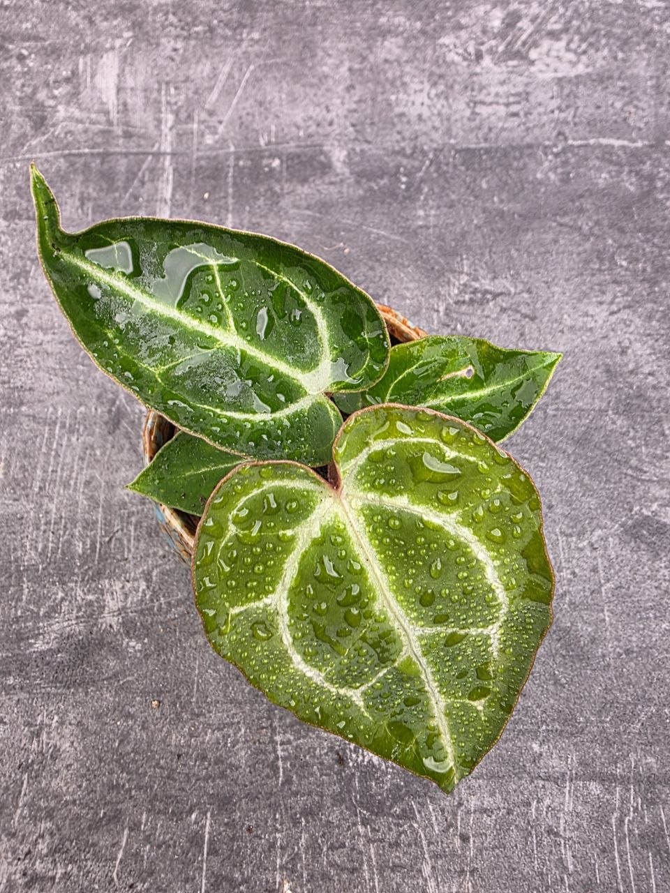Anthurium Crystallinum mini 