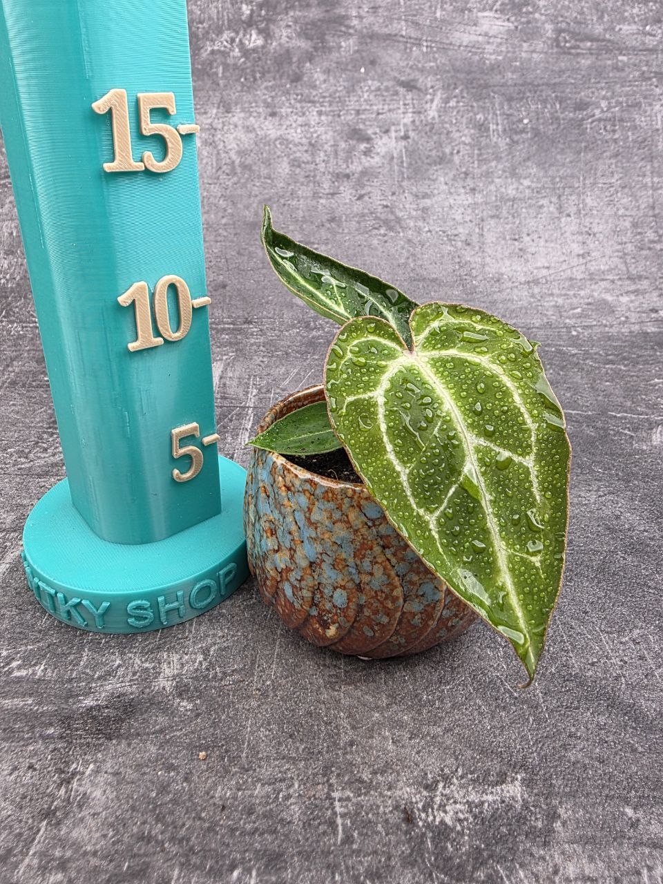 Anthurium Crystallinum mini 