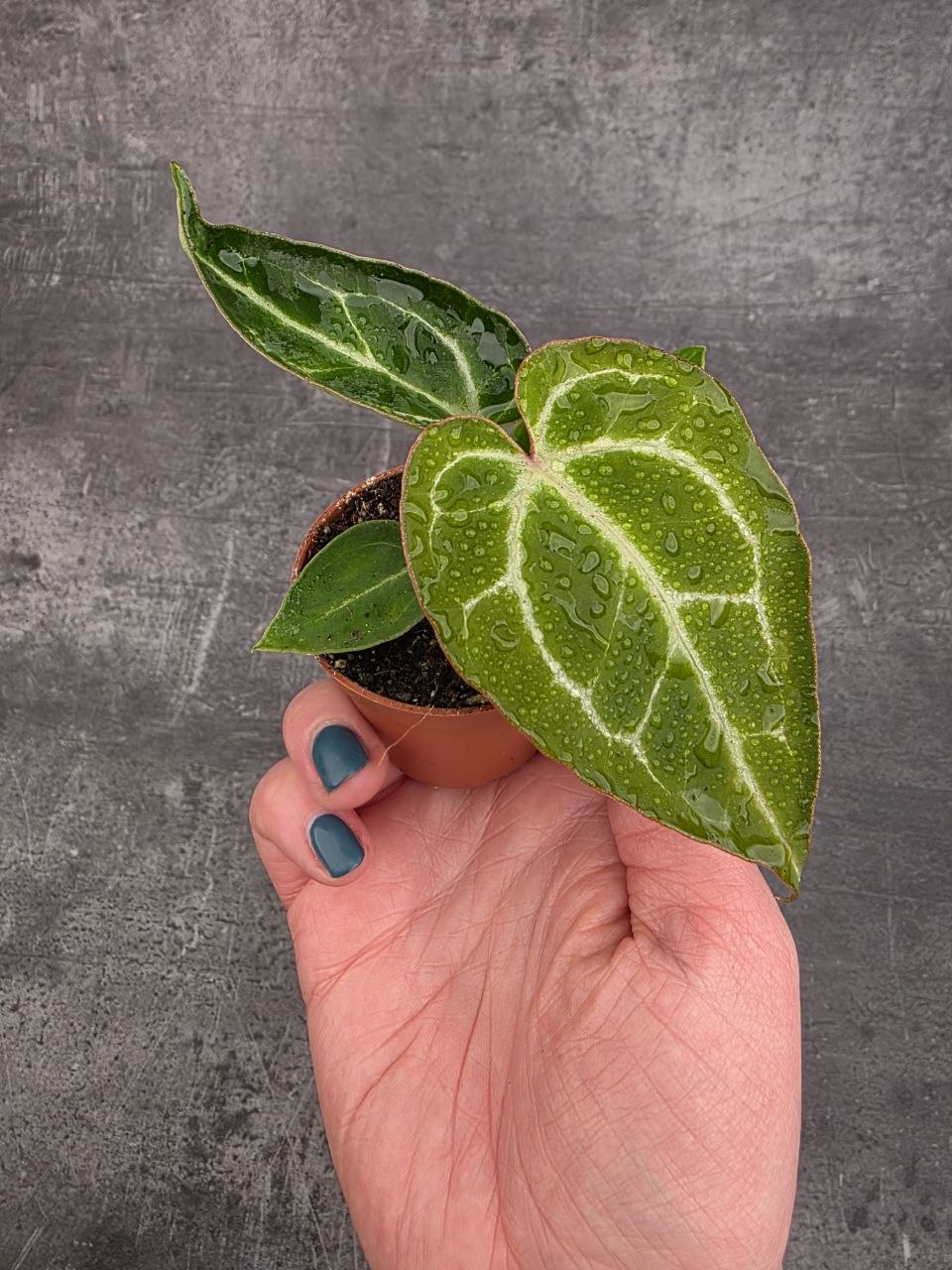 Anthurium Crystallinum mini 