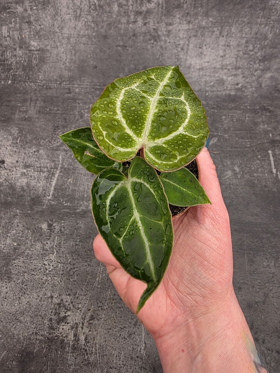 Anthurium Crystallinum mini 