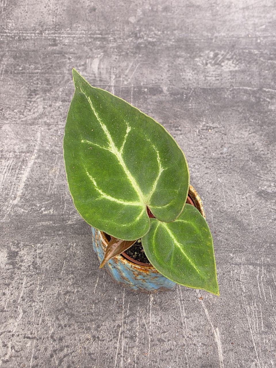 Anthurium Silver Blush mini