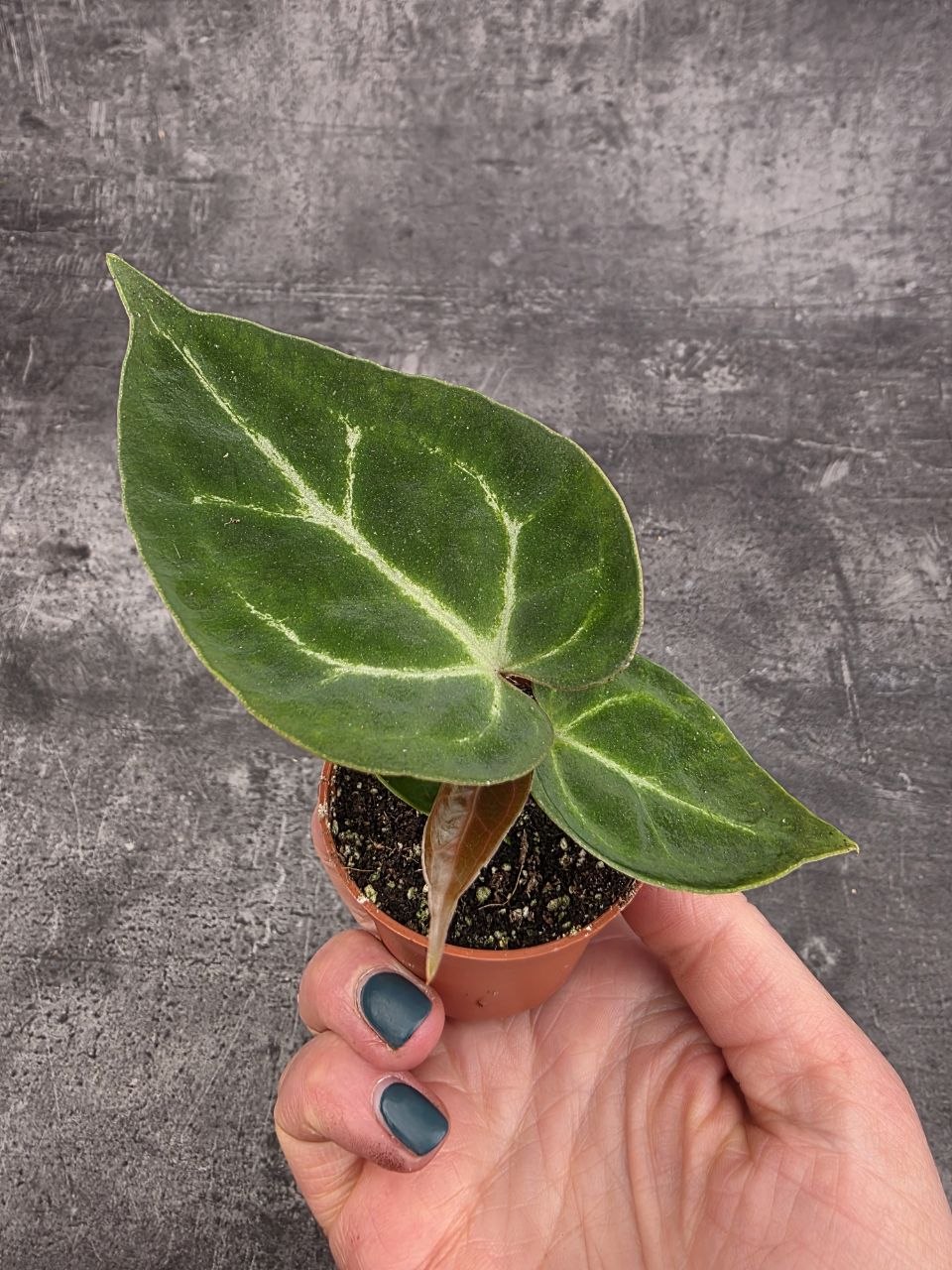 Anthurium Silver Blush mini