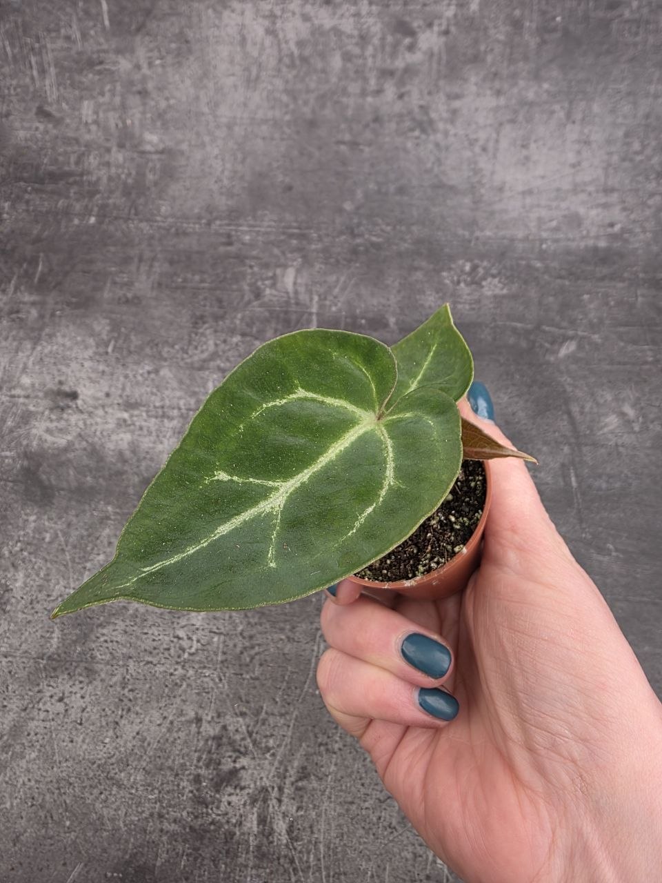 Anthurium Silver Blush mini
