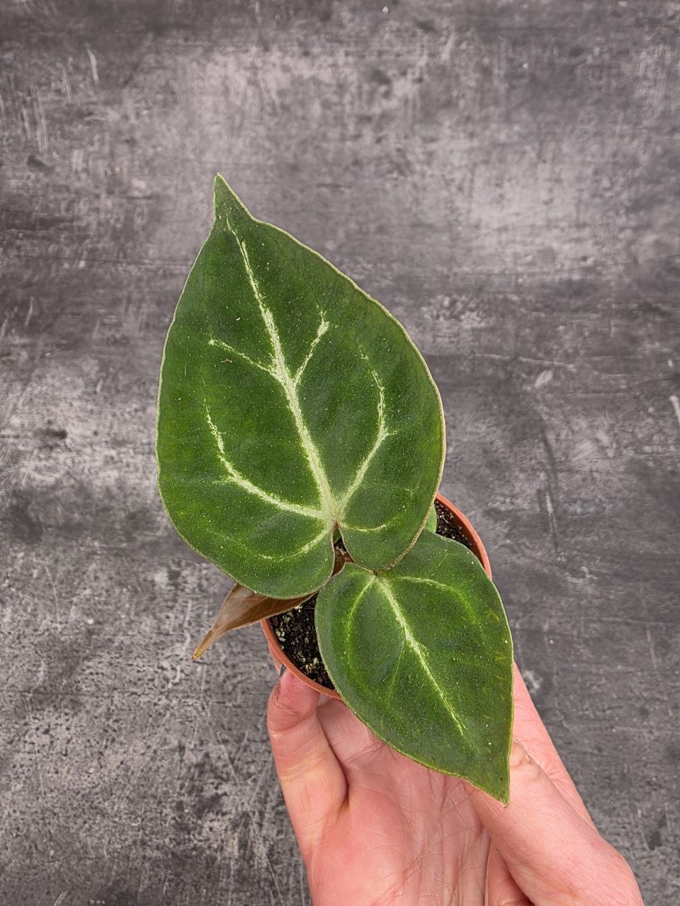 Anthurium Silver Blush mini