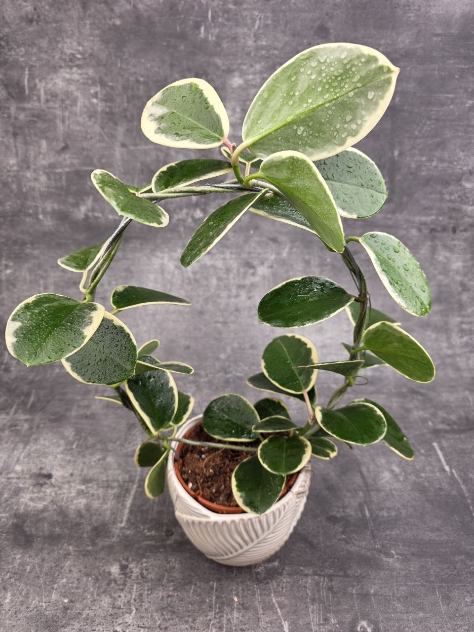 Hoya Blondie na kruhu