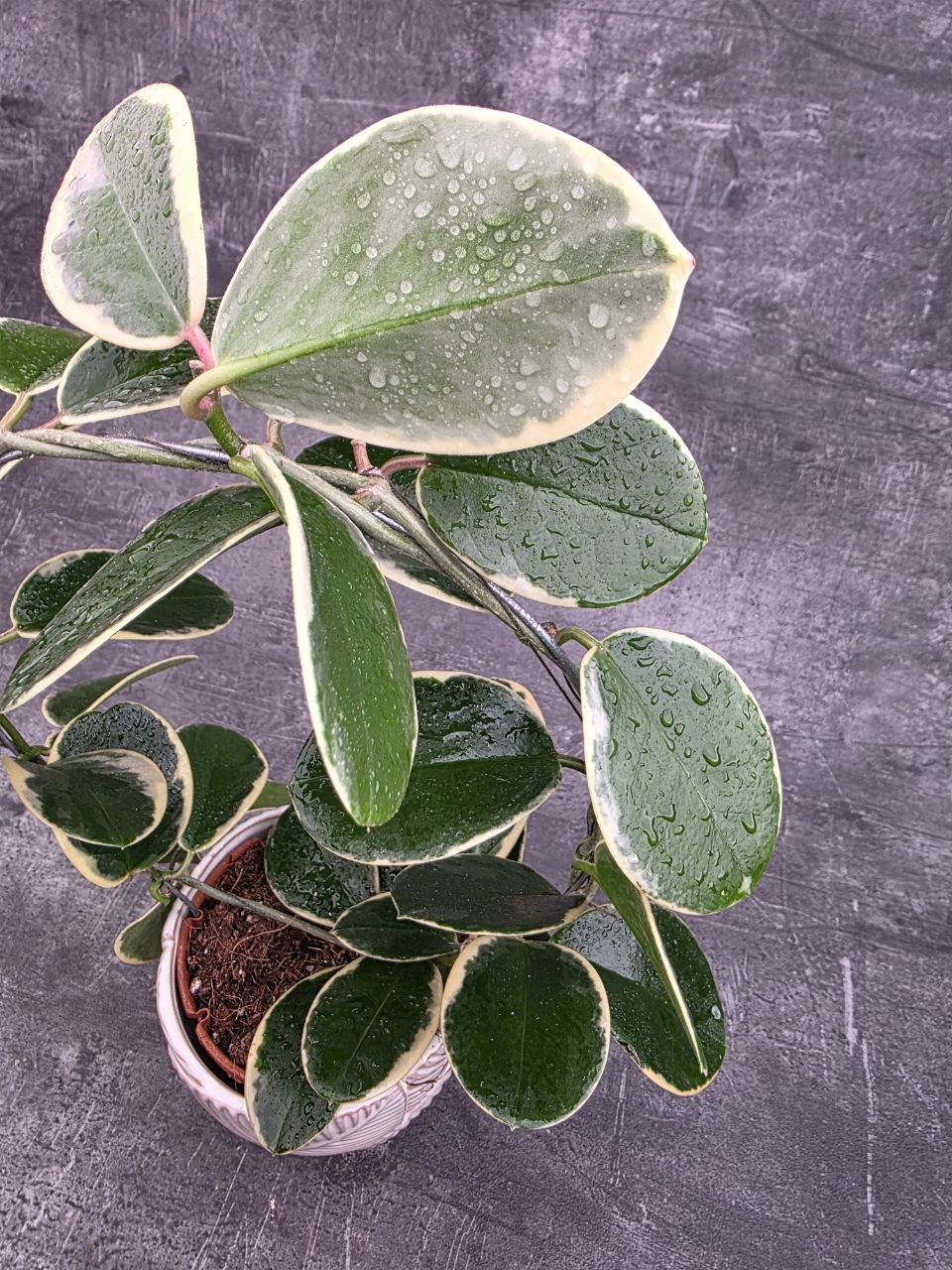 Hoya Blondie na kruhu