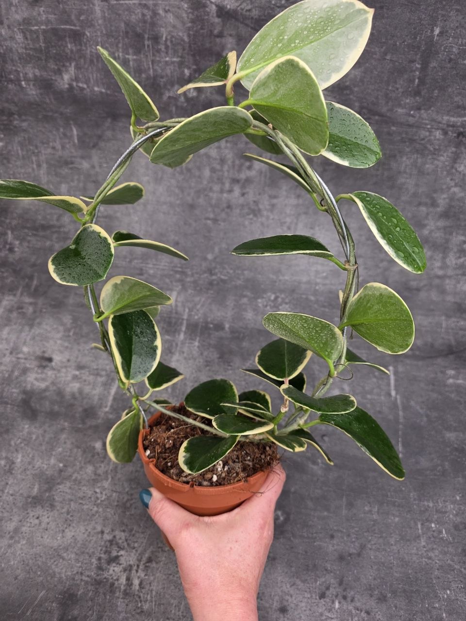 Hoya Blondie na kruhu