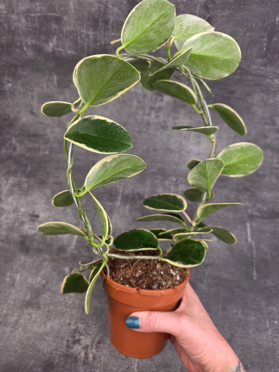 Hoya Blondie na kruhu