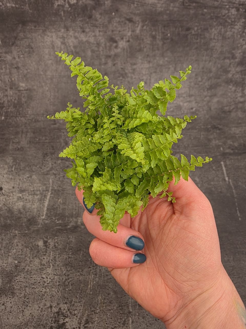 Nephrolepsis Green Fantasy mini