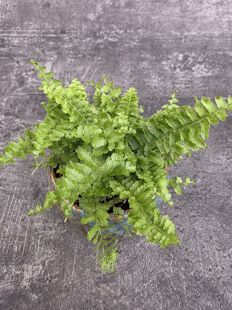 Nephrolepsis Green Fantasy mini
