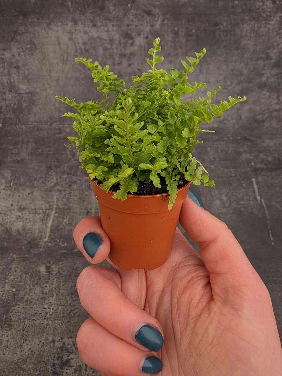 Nephrolepsis Green Fantasy mini