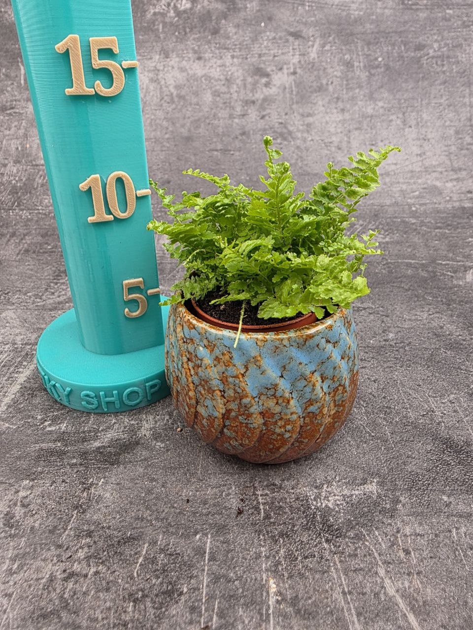 Nephrolepsis Green Fantasy mini