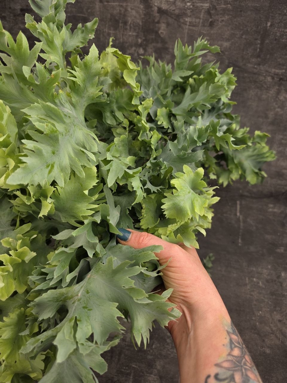 Phlebodium Davana XXL