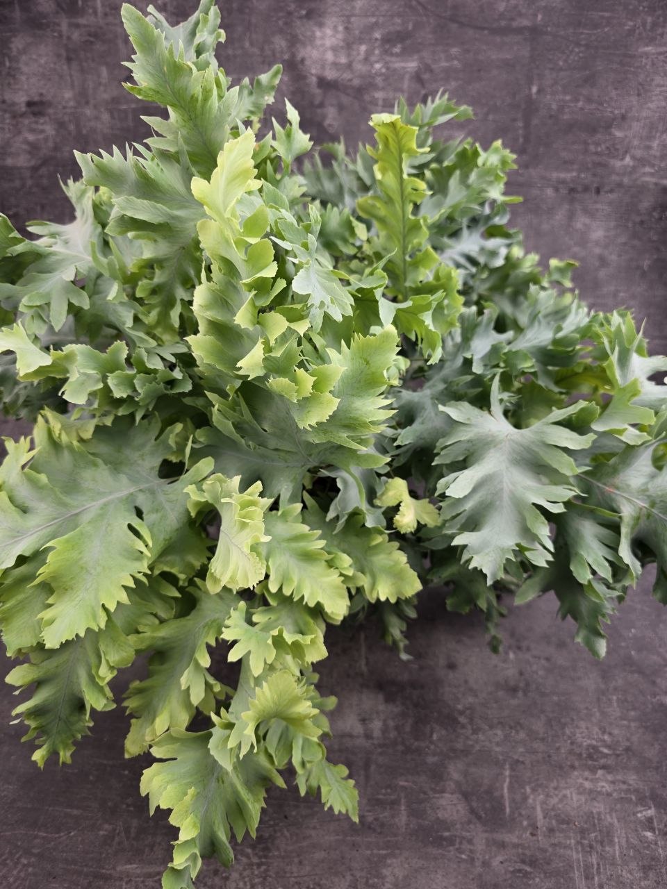 Phlebodium Davana XXL