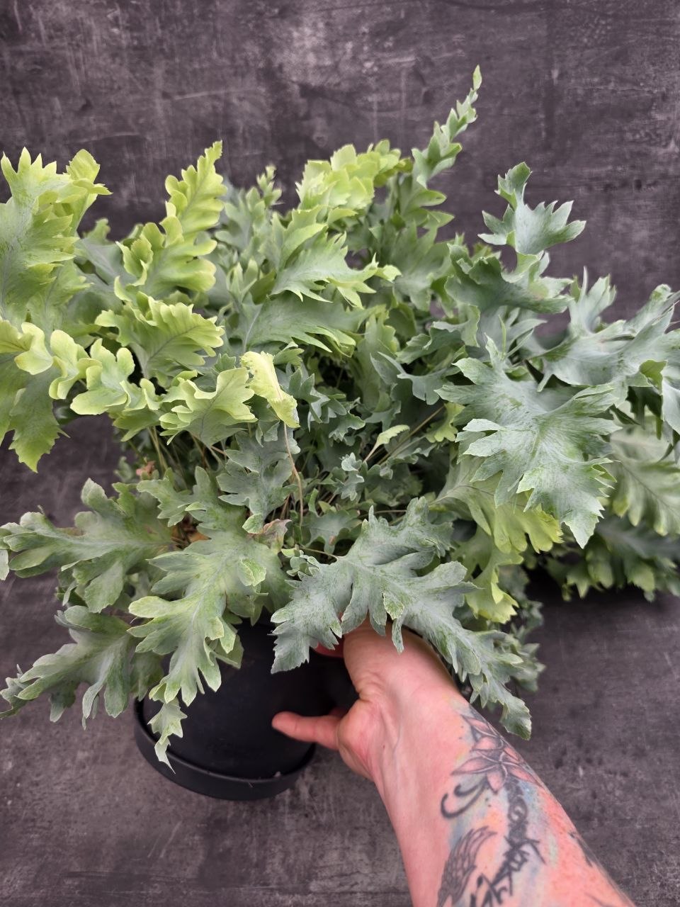 Phlebodium Davana XXL